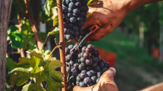 andrea cairone lzM3pbQim70 unsplash2.jpg Vendemmia compressed