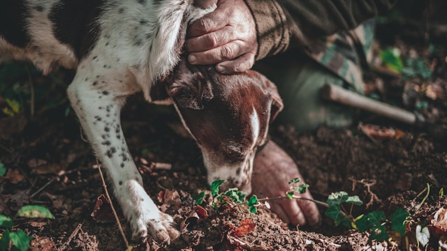 andrea cairone pOVQkhZpGuA unsplash3.jpg Tartufo