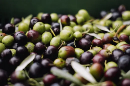 melina kiefer bavD RW9pTQ unsplash2.jpg Olive compressed